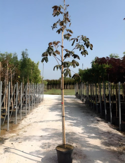 marronnier-dinde-aesculus-hippocastanum-6.jpg