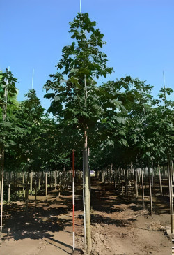 marronnier-dinde-aesculus-hippocastanum-7.jpg
