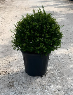ILEX crenata En pot forme boule