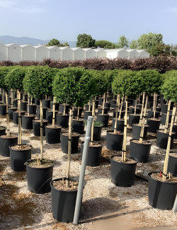 ILEX crenata En pot forme tige hauteur du tronc 090-110 cm