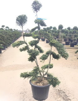 ILEX crenata KINME En pot forme bonsaï