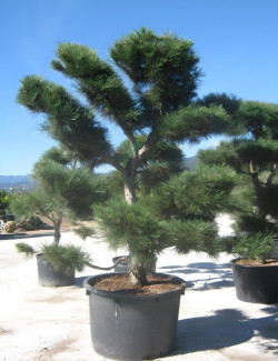 PINUS nigra ssp. nigra En pot forme pompons