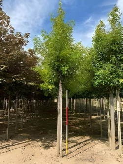 erable-argente-decoupe-wieri-acer-saccharinum-laciniatum-wieri-4.jpg