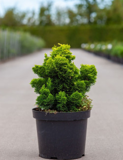 cypres-hinoki-aurora-chamaecyparis-obtusa-aurora-5.jpg