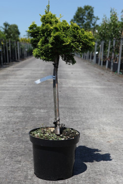 cypres-hinoki-aurora-chamaecyparis-obtusa-aurora-6.jpg