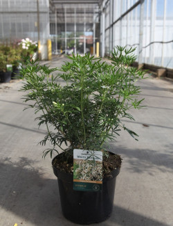 CHOISYA WHITE DAZZLER En pot de 7-10 litres buisson hauteur 040-060 cm