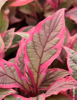 CORNUS alba MIRACLE