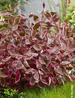 CORNUS alba MIRACLE