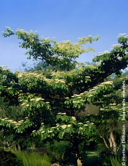 CORNUS controversa
