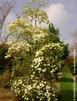 CORNUS EDDIE'S WHITE WONDER