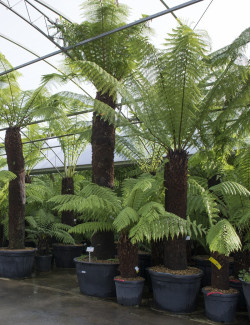 DICKSONIA antartica
