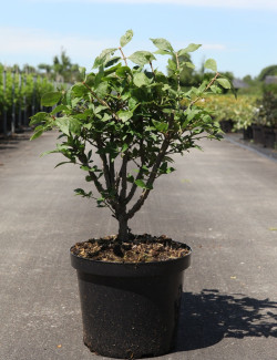 fusain-aile-euonymus-alatus-5.jpg