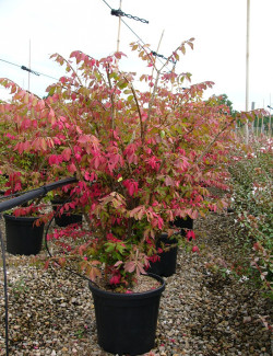 fusain-aile-euonymus-alatus-7.jpg