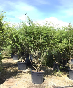 fusain-aile-euonymus-alatus-8.jpg