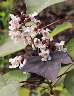 catalpa-pourpre-catalpa-erubescens-purpurea-1.jpg
