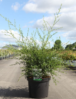 CEANOTHUS thyrsiflorus MILLERTON POINT - Céanothe En pot de 10-12 litres buisson hauteur 040-060 cm