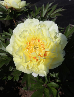 pivoine-itoh-bartzella-paeonia-itoh-bartzella.jpg