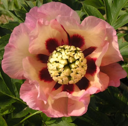 pivoine-itoh-pastel-splendor-paeonia-itoh-pastel-splendor.jpg
