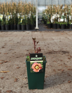 PAEONIA itoh PASTEL SPLENDOR - Pivoine En pot de 4-5 litres forme buisson