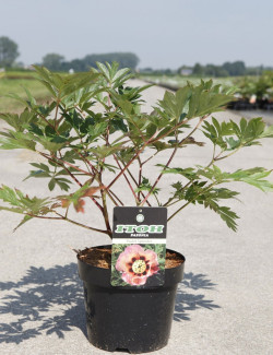 PAEONIA itoh PASTEL SPLENDOR - Pivoine En pot de 4-5 litres forme buisson