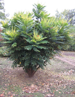 mahonia-charity-mahonia-media-charity-1.jpg