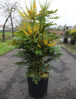 mahonia-charity-mahonia-media-charity-2.jpg