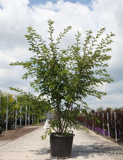 PRUNUS ROYAL FLAME® - Cerisier à fleurs En pot de 50-70 litres forme buisson hauteur 175-200 cm