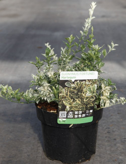 fusain-de-fortune-emerald-gaiety-euonymus-fortunei-harlequin-2.jpg