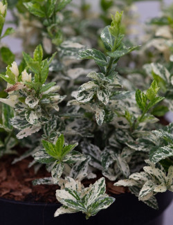 fusain-de-fortune-emerald-gaiety-euonymus-fortunei-harlequin.jpg