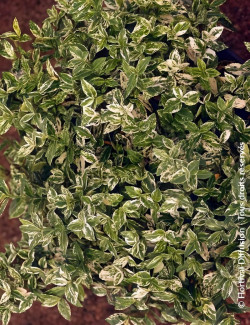 fusain-de-fortune-emerald-gaiety-euonymus-fortunei-harlequin-1.jpg