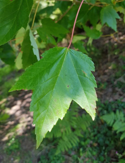 ACER rubrum SUN VALLEY - Érable rouge