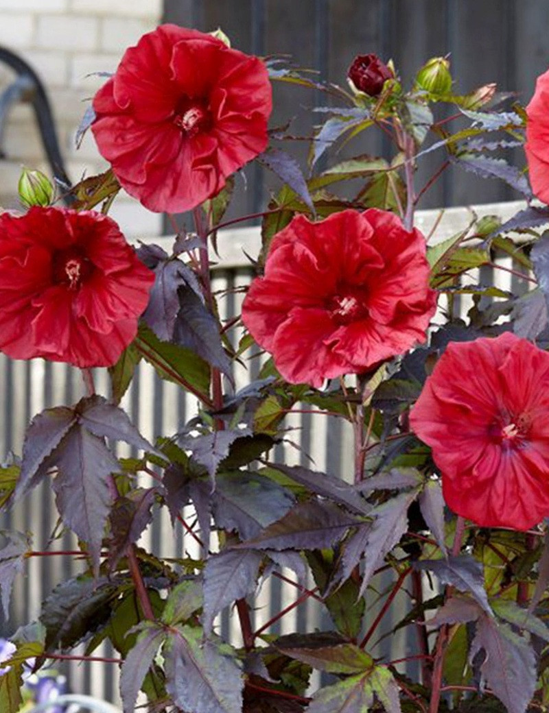 HIBISCUS moscheutos GEANT RED - hIBISCUS DES MARAIS