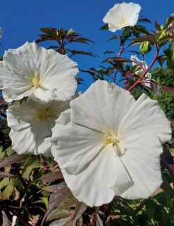HIBISCUS moscheutos CAROUSEL GHOST - hIBISCUS DES MARAIS