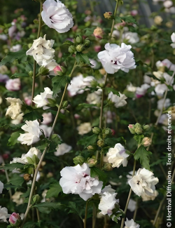 HIBISCUS syriacus FRENCH CABARET PASTEL® - Hibiscus, Althéa
