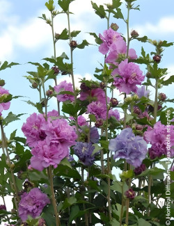 HIBISCUS syriacus FRENCH CABARET PURPLE® - Hibiscus, Althéa