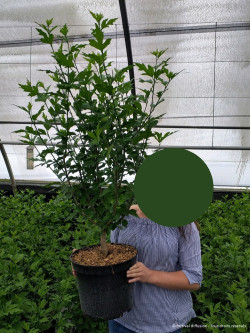 HIBISCUS syriacus HAMABO - Hibiscus, Althéa En pot de 10-12 litres buisson hauteur 060-080 cm