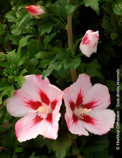 HIBISCUS syriacus HAMABO - Hibiscus, Althéa