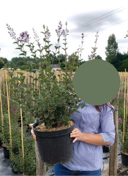 SYRINGA RED PIXIE - Lilas En pot de 10-12 litres buisson hauteur 060-080 cm