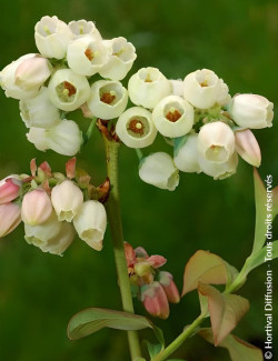 myrtille-goldtraube-71-vaccinium-corymbosum-goldtraube-71-1.jpg