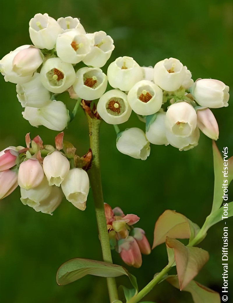 myrtille-goldtraube-71-vaccinium-corymbosum-goldtraube-71-1.jpg