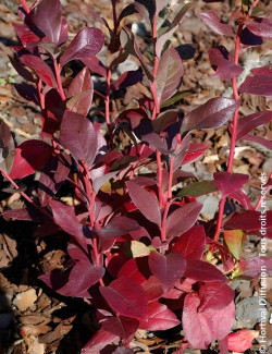 myrtille-goldtraube-71-vaccinium-corymbosum-goldtraube-71-2.jpg