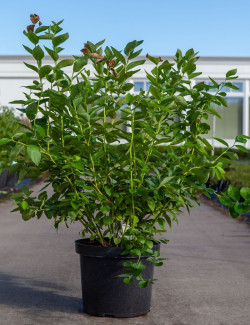 myrtille-goldtraube-71-vaccinium-corymbosum-goldtraube-71-4.jpg