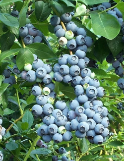 myrtille-goldtraube-71-vaccinium-corymbosum-goldtraube-71.jpg