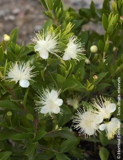 MYRTUS communis TARENTINA - Myrte