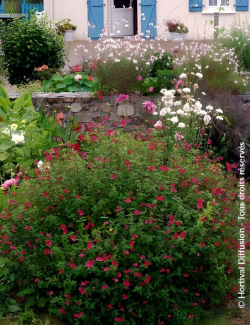 SALVIA grahamii - Sauge à petites feuilles, Sauge de Graham