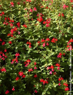 SALVIA grahamii - Sauge à petites feuilles, Sauge de Graham