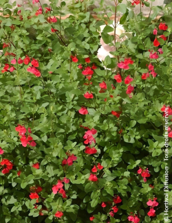 Sauge arbustive – Salvia microphylla grahamii, vivace florifère rouge vif au feuillage parfumé