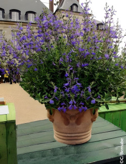 SALVIA BLUE NOTE®- Sauge à petites feuilles, Sauge arbustive hybride