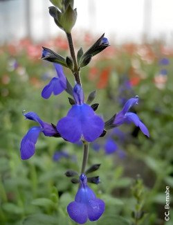 SALVIA BLUE NOTE®- Sauge à petites feuilles, Sauge arbustive hybride