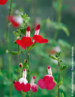 SALVIA microphylla HOT LIPS- Sauge à petites feuilles